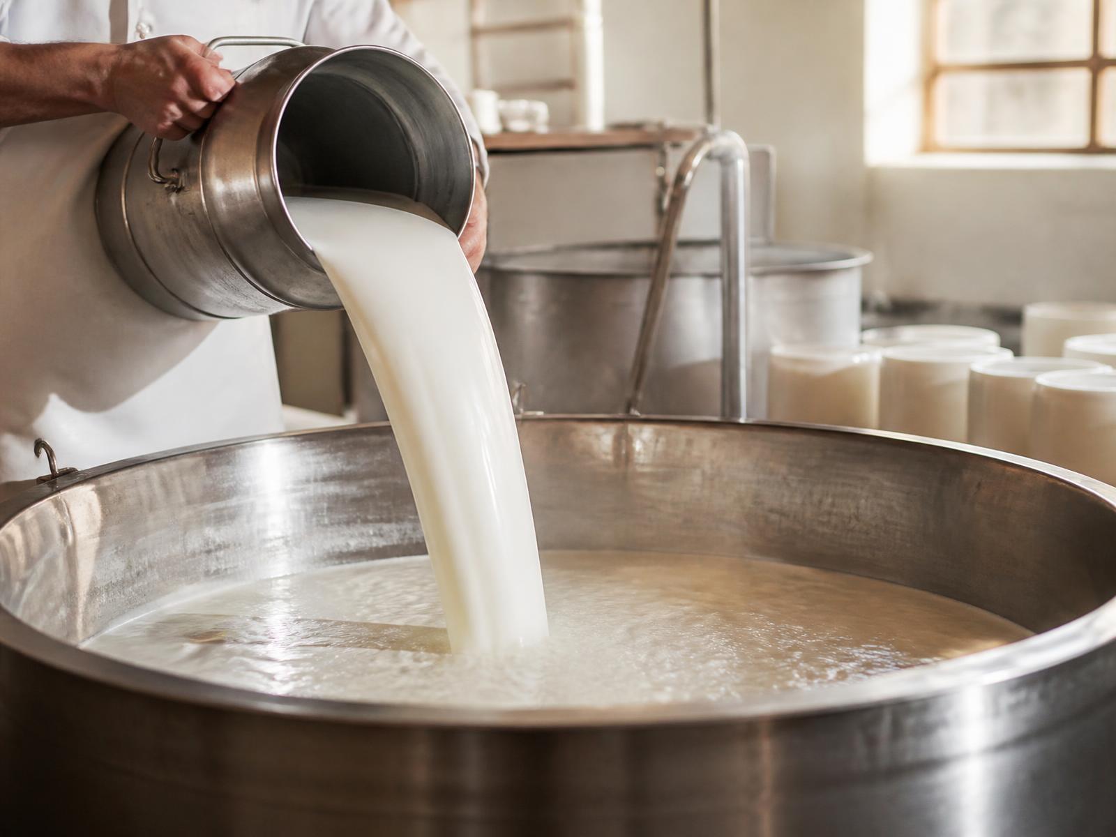 Fresh milk being poured into a stainless steel cheese vat in a small creamery